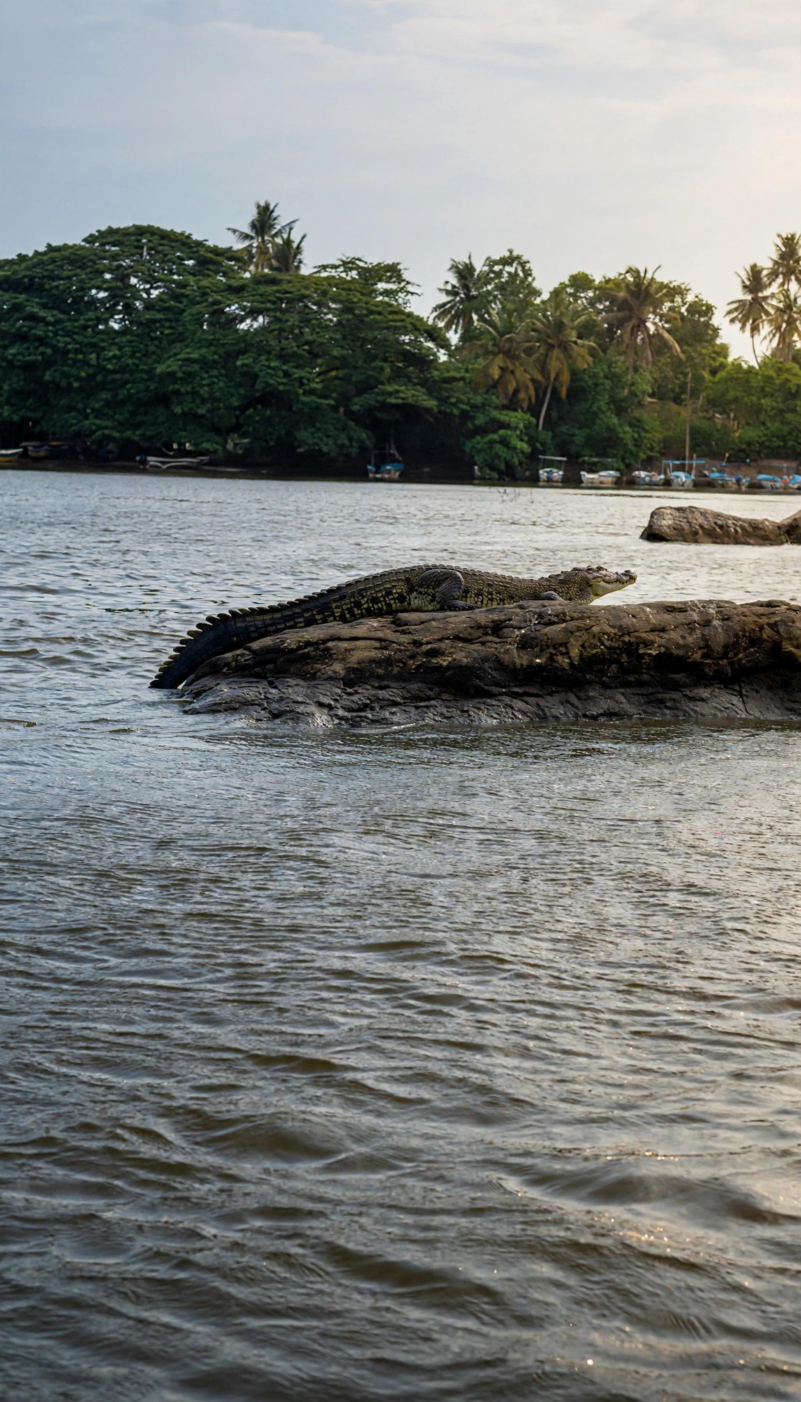Safari boat cruising
