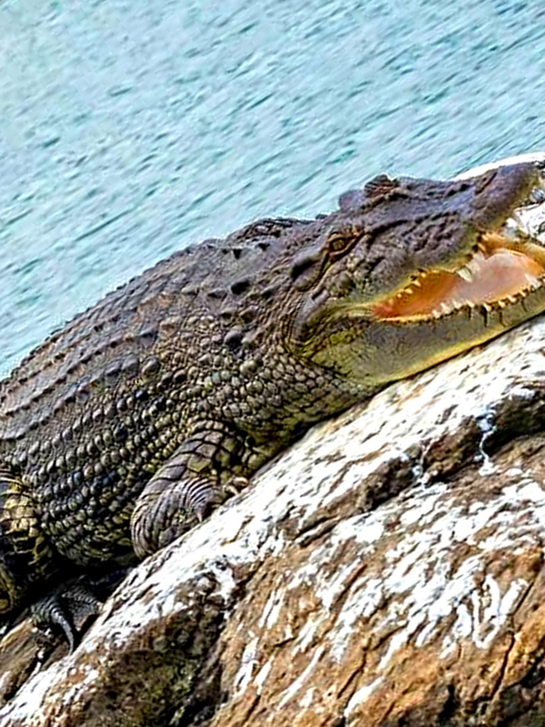 Mugger Crocodile basking