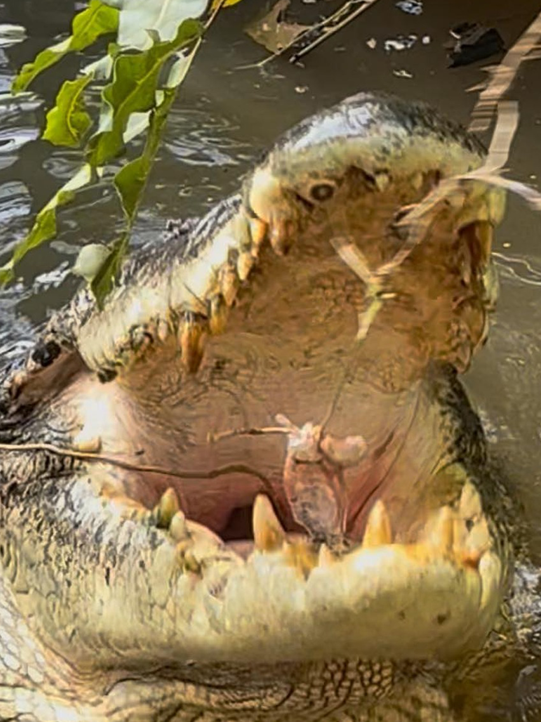 Mugger Crocodile basking