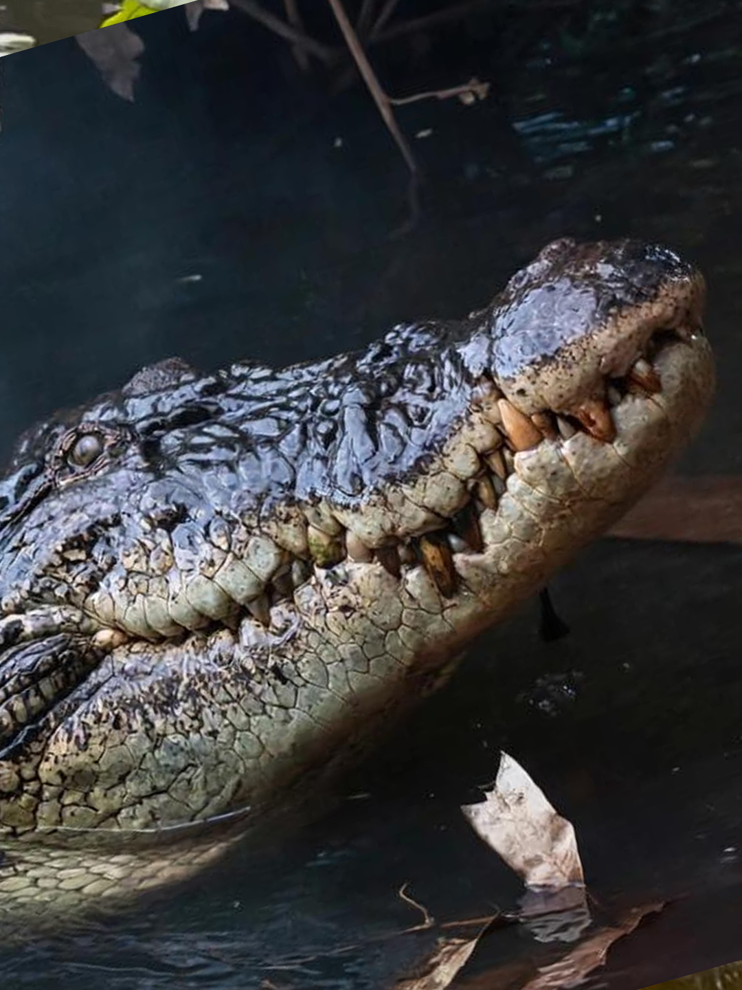 Mugger Crocodile