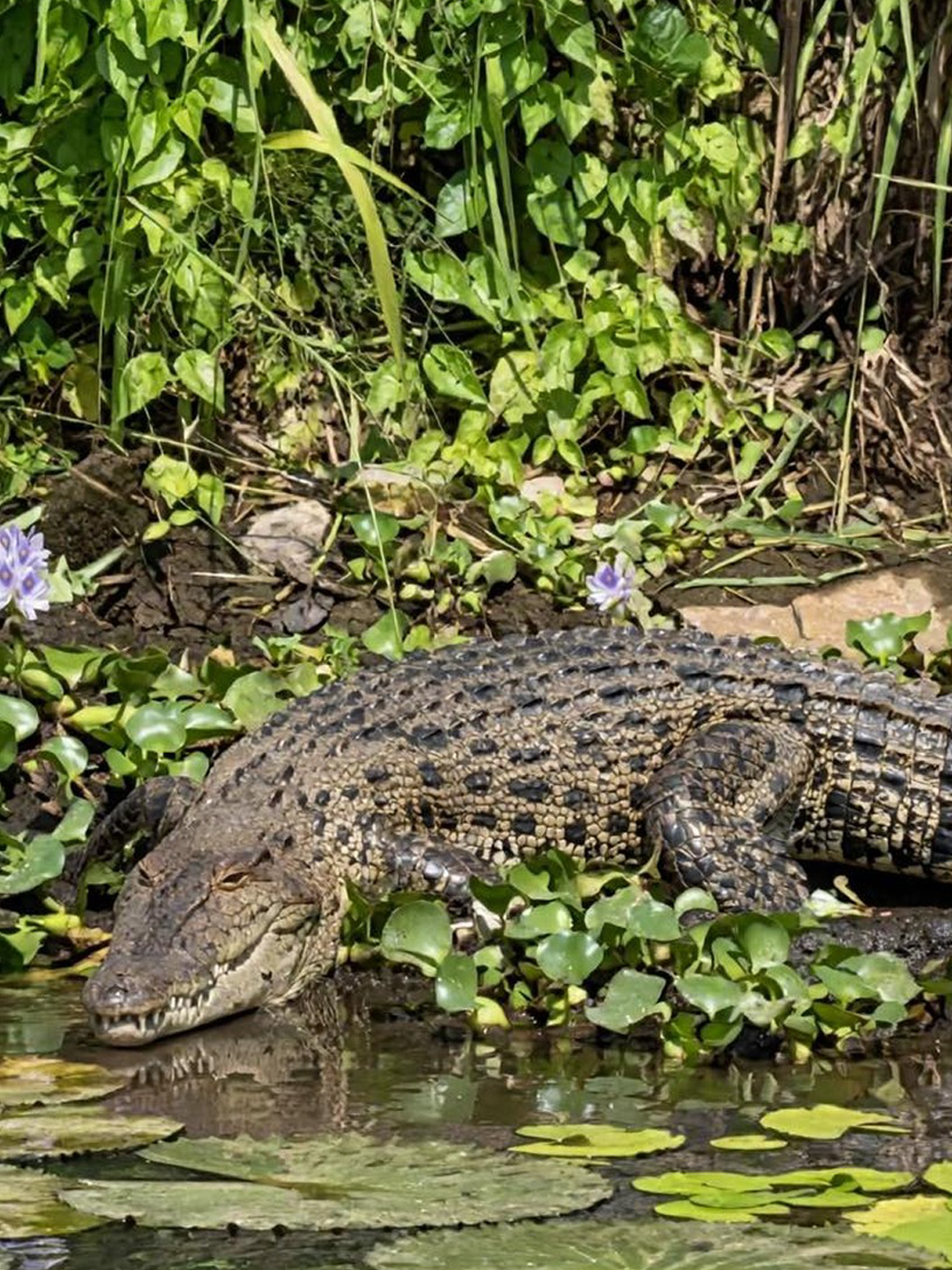 Mugger Crocodile basking